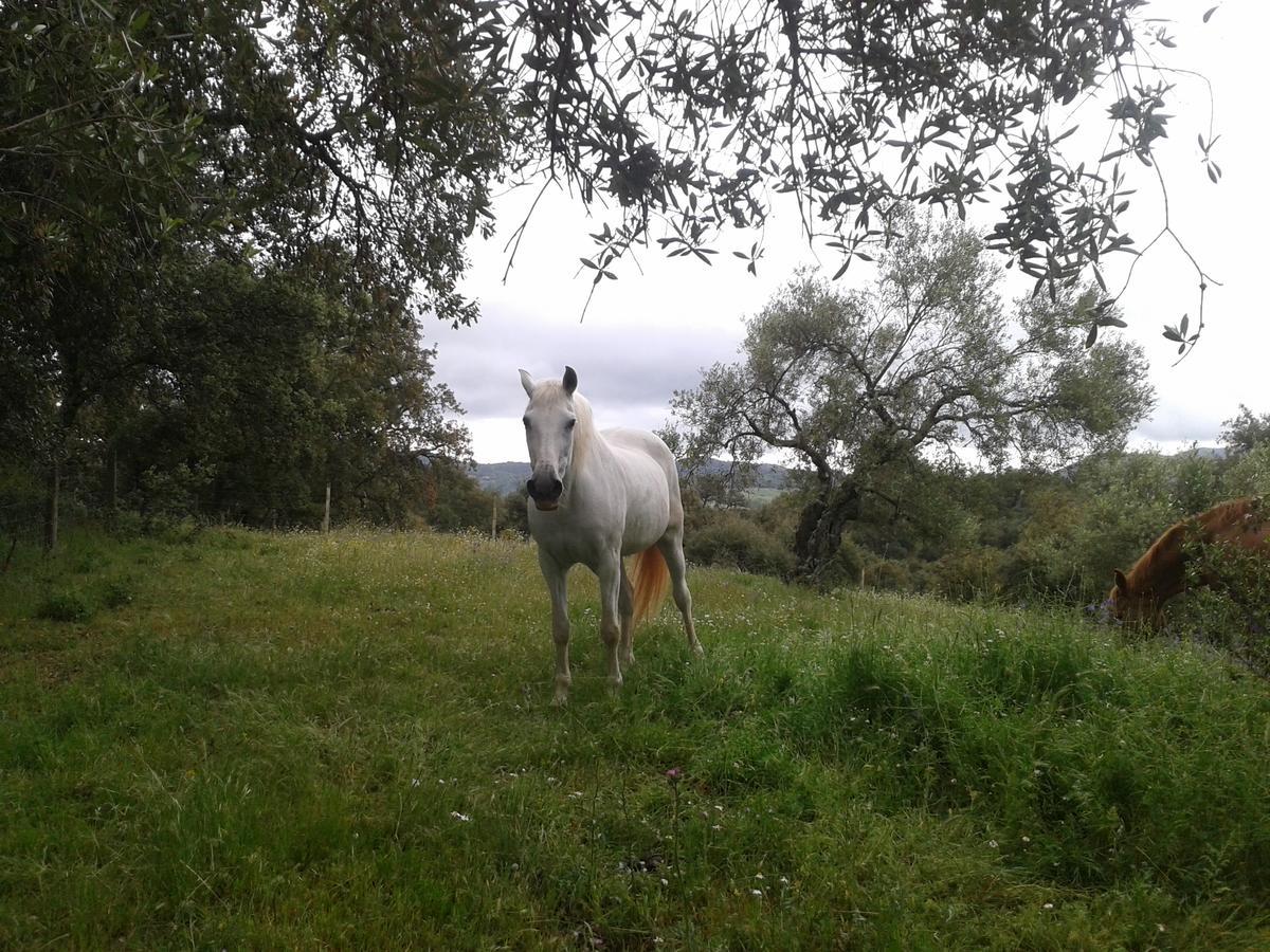 Finca La Carnicera Constantina Exteriér fotografie